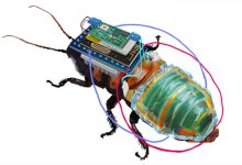 Фото - Японские ученые создали таракана-киборга для поисковых миссий