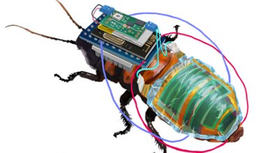 Фото - Японские ученые создали таракана-киборга для поисковых миссий