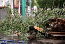 Фото - В Москве появились «деревья-киборги»